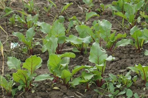 Beet growing in the ground Stock Photos