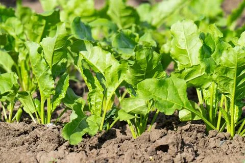 Beet growing Photos