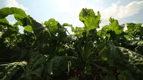 Beet grows in the field Stock Footage 74306588