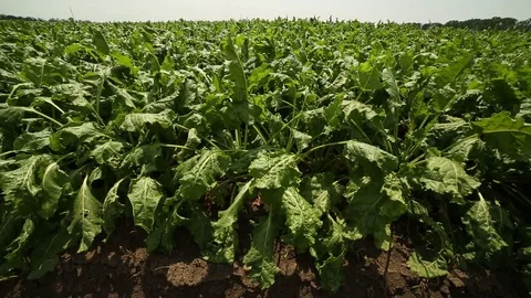 Beet grows in the field Stock Footage 82305561