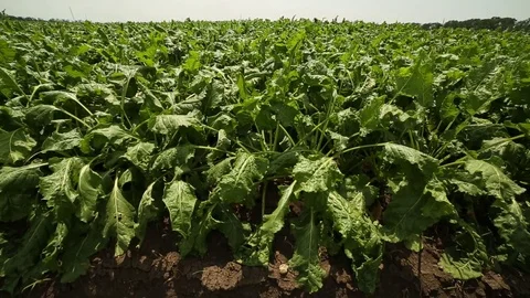 Beet grows in the field Stock Footage 82306798
