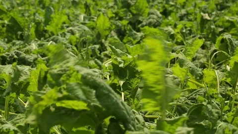 Beet grows in the field Stock Footage 82307509