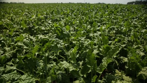 Beet grows in the field Stock Footage 82309757
