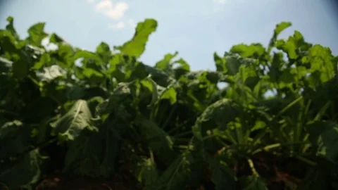 Beet grows in the field Stock Footage 82310021