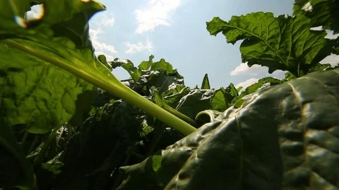 Beet grows in the field Stock Footage 82310544