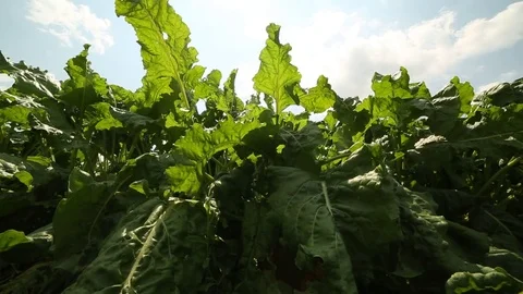 Beet grows in the field Stock Footage 82310871