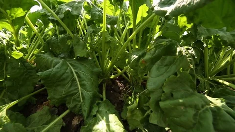 Beet grows in the field Stock Footage 82311848