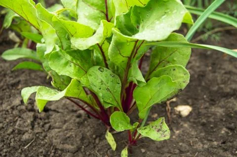 Beet grows in the garden, young beet leaves in drops of water after watering, Stock Photos