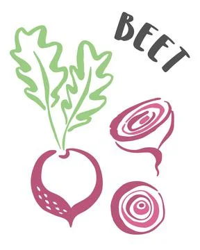 Beet hand painted with ink brush isolated on white background Stock Illustration