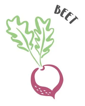 Beet hand painted with ink brush isolated on white background Stock Illustration
