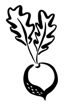 Beet hand painted with ink brush isolated on white background Stock Illustration
