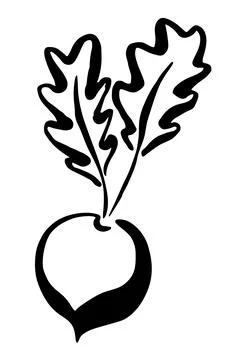 Beet hand painted with ink brush isolated on white background Stock Illustration