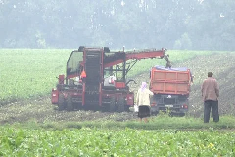Beet harvest 스톡 동영상 12289529