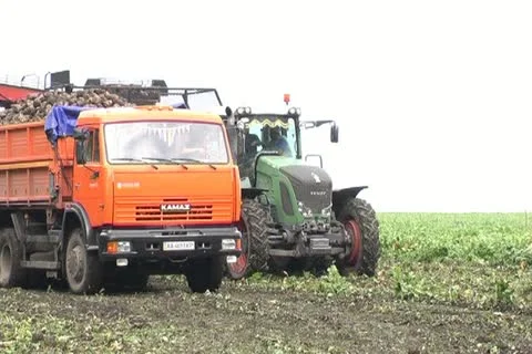 Beet harvest 스톡 동영상 12289570