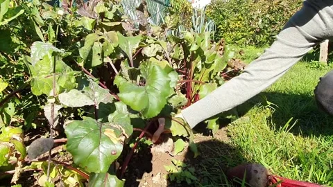 Beet harvest in the garden Stock Footage 142707334