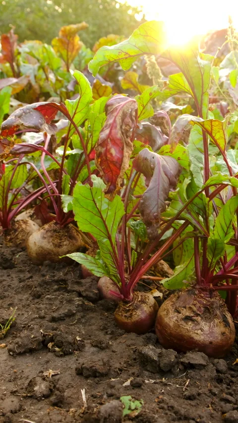 Beet harvest in the garden. Selective focus. Stock Footage 306093708
