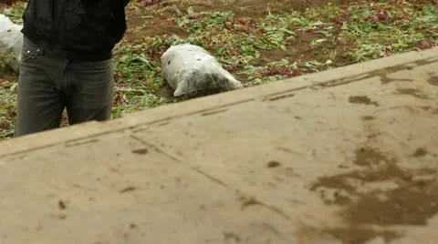 Beet Harvest Load Stock-Footage 22278971