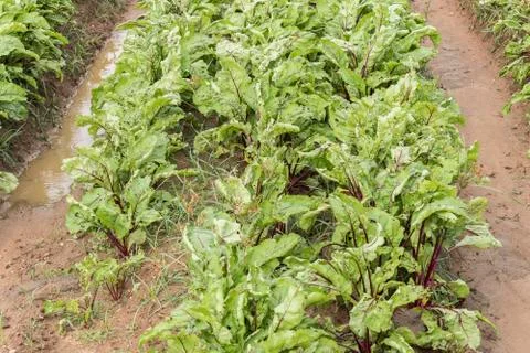 Beet harvest Stock Photos