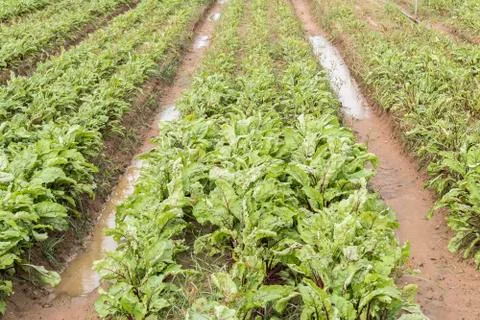 Beet harvest Stock Photos