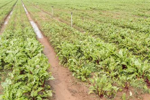 Beet harvest Stock Photos