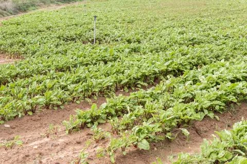 Beet harvest Stock Photos