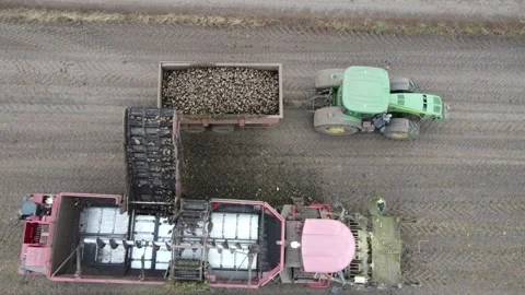 Beet harvesting in the fields, beet harvesting equipment works in the fields Stock Footage 164001966
