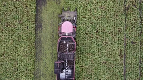 Beet harvesting in the fields, beet harvesting equipment works in the fields Stock Footage 164002173