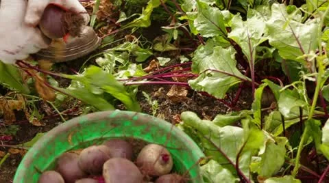 Beet Harvesting Video stock 22277583
