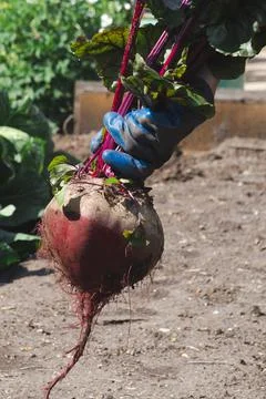 Beet harvesting Foto stock