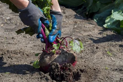 Beet harvesting Stock Photos