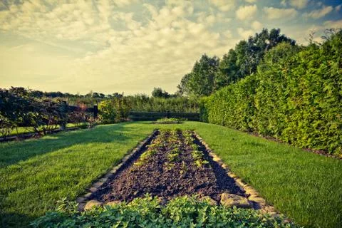 Beet with hedge in the garden. Stock Photos