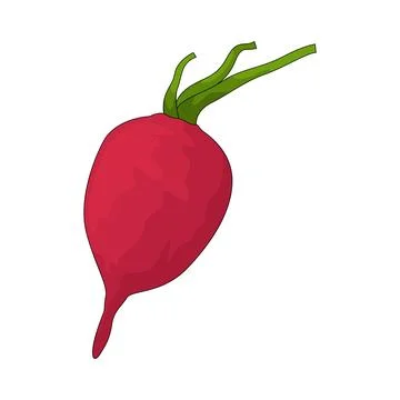 Beet illustration Stock Illustration