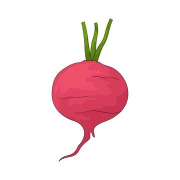 Beet illustration Stock Illustration