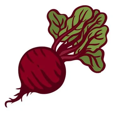 Beet. Isolated object. White background. Vector Stock Illustration