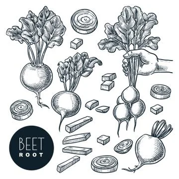 Beet, isolated on white background. Sketch vegetables vector illustration. Sl Stock Illustration