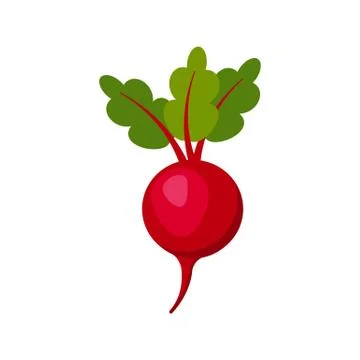 Beet isolated on white background. Vector illustration. Stock Illustration