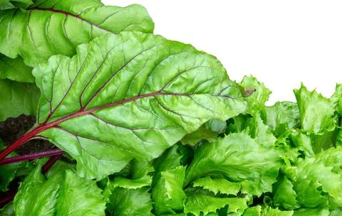 Beet leaf. Beetroot  leave and lettuce leaves. Stock Photos