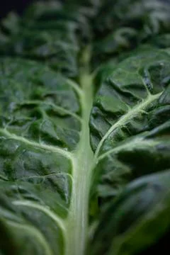 Beet leaf on a black background in dark colors Stock Photos