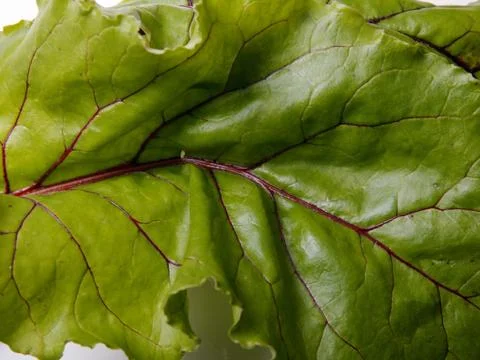 Beet leaf closeup Stock Photos