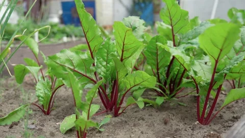 Beet leaf. Green Nature Background. Growth beetroots Beta vulgaris. Selective Stock Footage 245276155