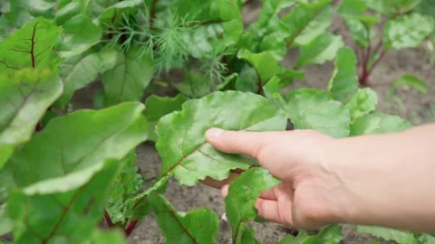 Beet leaf. Green Nature Background. Growth beetroots Beta vulgaris. Selective Stock Footage 245998864