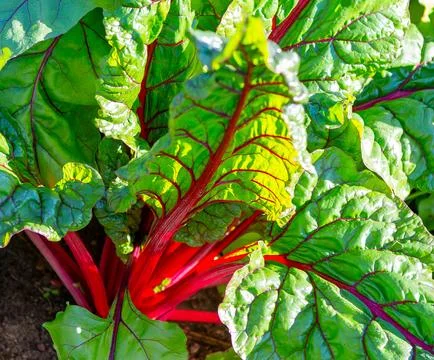 Beet leaf. ?hard leave close up. Stock Photos