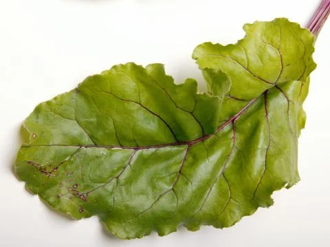 Beet leaf Stock Photos