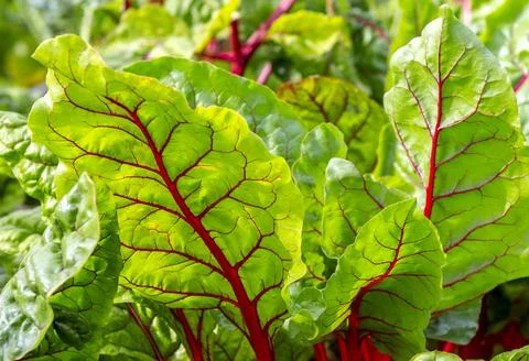 Beet leaf. Stock Photos