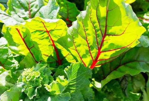 Beet leaf. Stock Photos