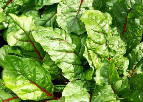 Beet leaf Stock Photos