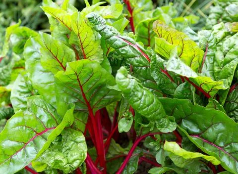 Beet leaf. Stock Photos