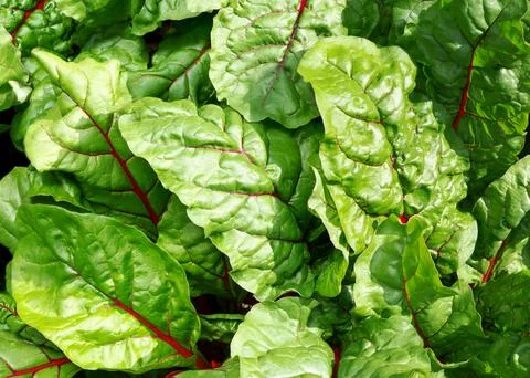 Beet leaf Stock Photos