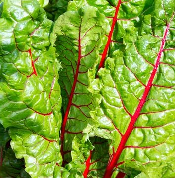 Beet leaf. Stock Photos