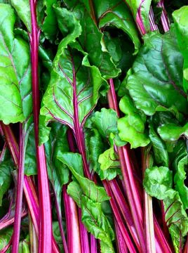 Beet leaf us background. 스톡 사진